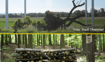 Der Baum denkt / Keltische Sagen und Mythen zu Samhain